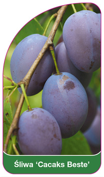 Śliwa 'Cacaks Beste'