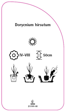 Dorycnium hirsutum
