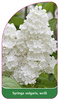 Syringa vulgaris, weiß