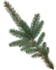 Gałązka świerka srebrna żywa do 30cm