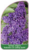 Syringa vulgaris 'Andenken an Ludwig Späth'