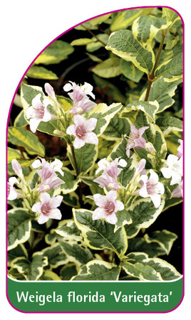 Weigela florida 'Variegata'