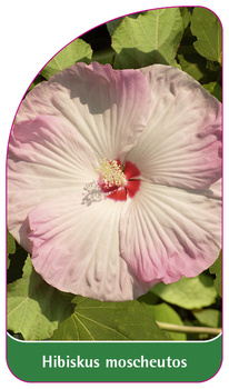 Hibiskus moscheutos