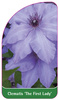 Clematis "Prima Doamnă