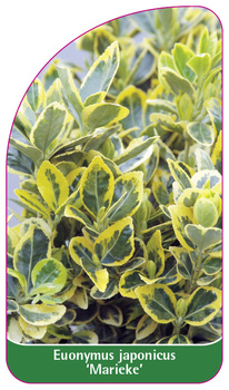 Euonymus japonicus 'Marieke