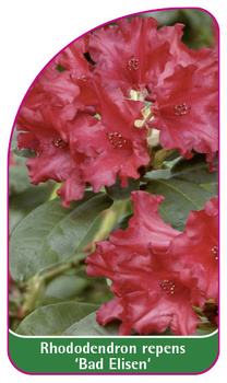 Rhododendron repens 'Bad Elisen'