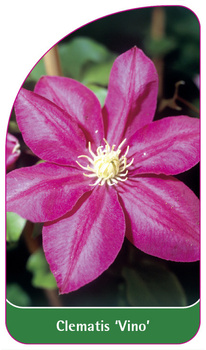 Clematis 'Vino'