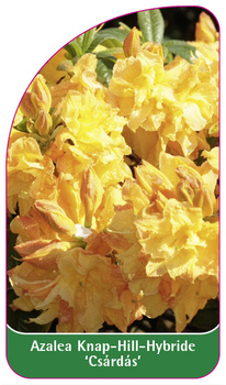 Azalea Knap-Hill-Hybride 'Csárdás'