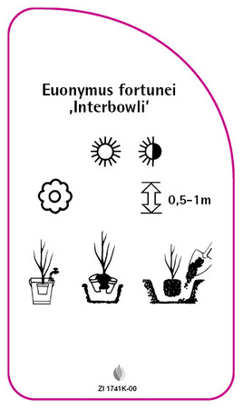 Euonymus fortunei ,Interbowli'