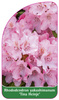 Rhododendron yakushimanum 'Tina Heinje'