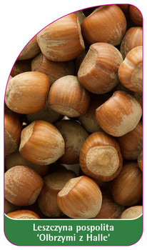 Líska obecná 'Giant of Halle'