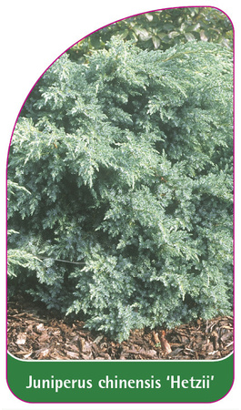 Juniperus chinensis 'Hetzii'