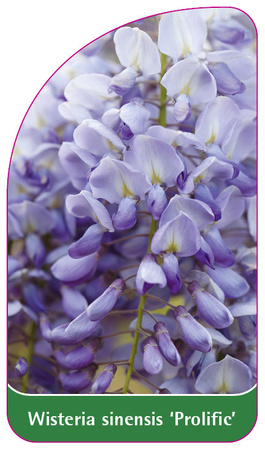 Wisteria sinensis 'Prolific'