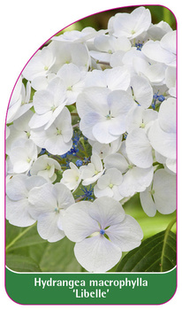 Hydrangea macrophylla 'Libelle'