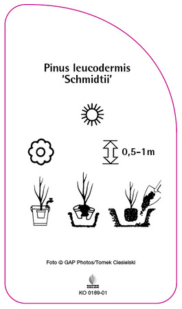 Pinus leucodermis 'Schmidtii'