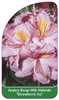 Azalea Knap-Hill-Hybride 'Strawberry Ice'