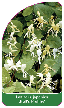 Lonicera japonica 'Hall's Prolific''