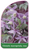 Clematis macropetala, rosa