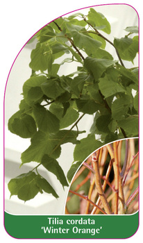 Tilia cordata 'Winter Orange'
