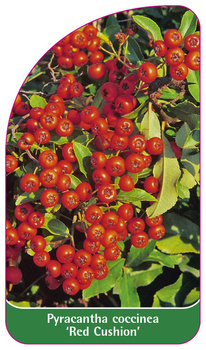 Pyracantha coccinea 'Red Cushion'