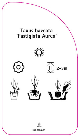 Taxus baccata 'Fastigiata Aurea'