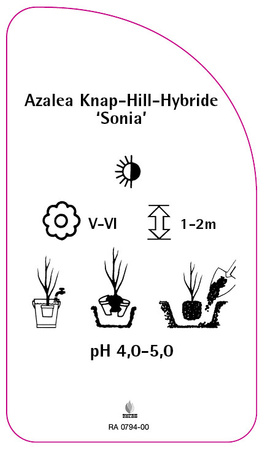 Azalea Knap-Hill-Hybride 'Sonia'