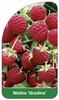 Malina 'Gradina'