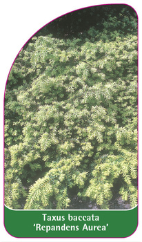 Taxus baccata 'Repandens Aurea'