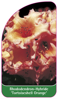 Rhododendron-Hybride 'Tortoiseshell Orange'
