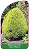 Thuja orientalis 'Aurea Nana'