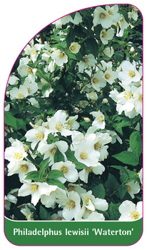 Philadelphus lewisii 'Waterton'