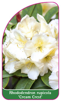 Rhododendron rupicola 'Cream Cost'