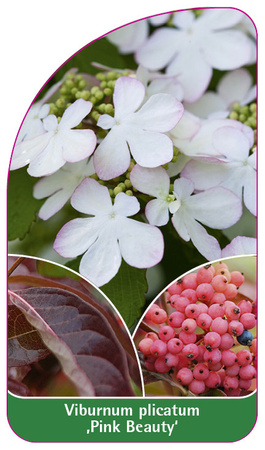 Viburnum plicatum 'Pink Beauty'
