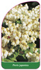 Pieris japonica