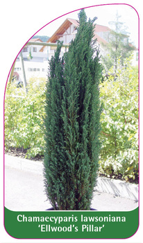 Chamaecyparis lawsoniana 'Ellwoods Pillar'