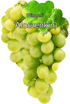 Winorośl Aloszenkin
