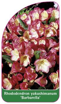 Rhododendron yakushimanum 'Barbarella'