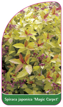 Spiraea japonica 'Magic Carpet'