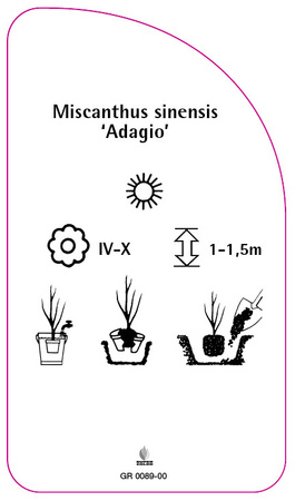 Miscanthus sinensis 'Adagio'