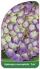 Hydrangea macrophylla 'Yola'