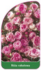 Discount rose Nr. 101