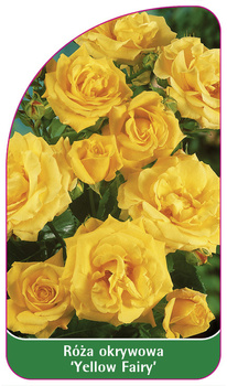 Půdopokryvná růže 'Yellow Fairy'