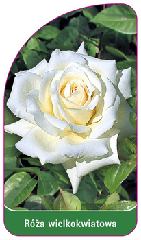 Velkokvětá růže č. 200