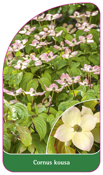 Cornus kousa