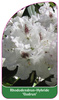 Rhododendron-Hybride 'Gudrun'