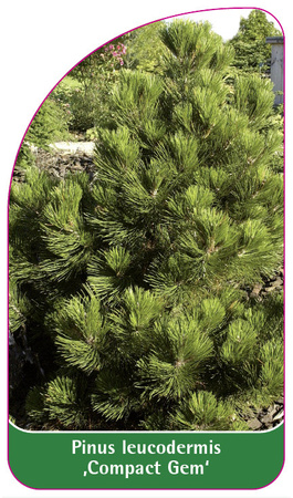 Pinus leucodermis 'Compact Gem'