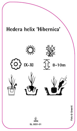Hedera helix 'Hibernica'