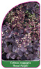 Cotinus coggygria 'Royal Purple'