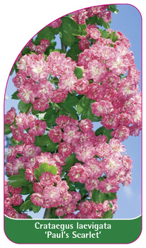 Crataegus laevigata 'Paul's Scarlet'