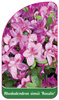 Rhododendron simsii 'Rosalie'